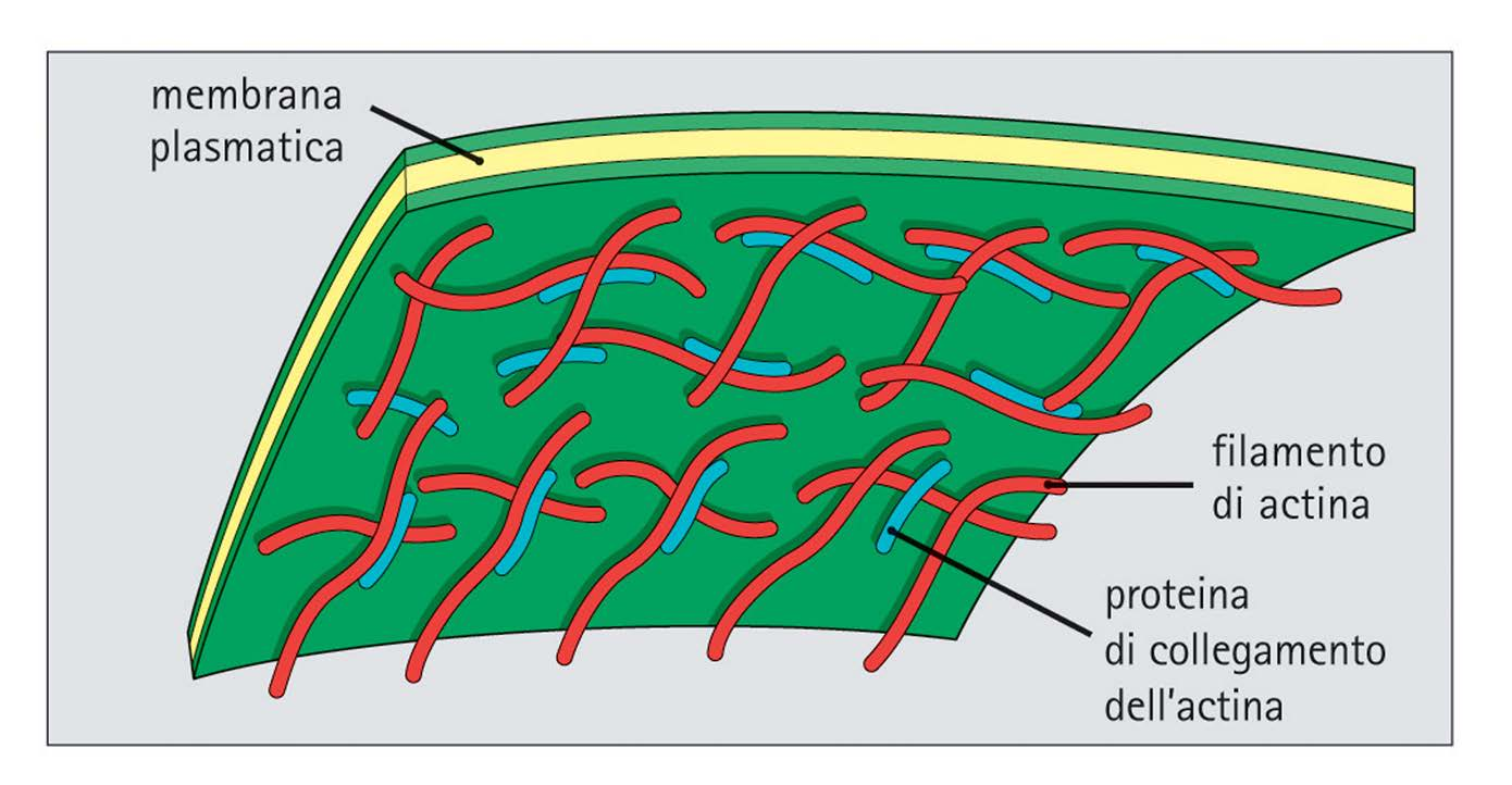 I microfilamenti si associano alla membrana