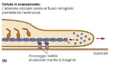 Protrusioni aderiscono alla superficie Contatti focali