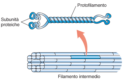 Filamenti Intermedi Bastoncini resistenti e flessibili