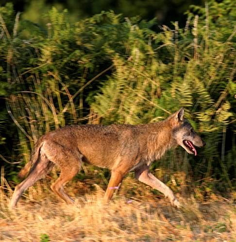 cinghiale; diversi studi hanno infatti dimostrato che il cinghiale, nell ambito degli ungulati selvatici, riveste un ruolo predominante nella dieta