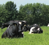 La barriera a zigzag dietro alle vacche segue il corpo della vacca ottenendo una posizione abbastanza vicina per il mungitore