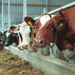 La 60 è adatta per allevamenti con animali di dimensioni simili. La SBS è disponibile per vacche piccole e grandi, inoltre può essere regolata durante la mungitura in base alle diverse dimensioni.