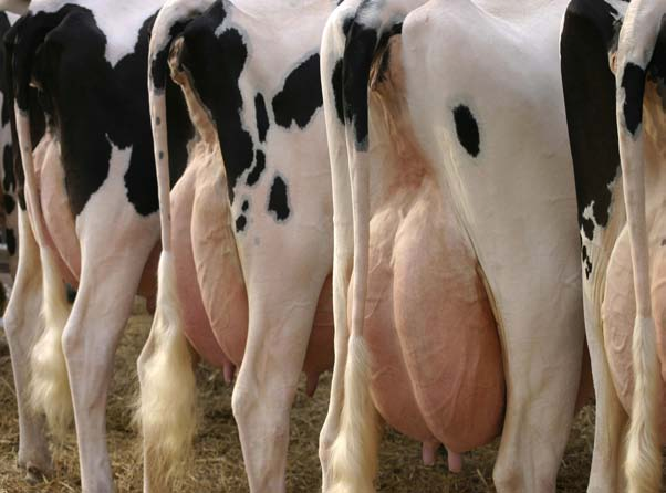 Lattodotto di mungitura - una I lattodotti di mungitura della SAC si caratterizzano per essere studiati nei minimi dettagli ottimizzando le condizioni per la vacca, il latte e il mungitore.