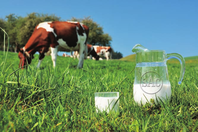 Linea completa di prodotti per Se c'e' qualcosa che possiamo fare per il bene della vacca, del latte e del mungitore, noi lo faremo! - con questo motto, Svend Aage Christensen fonda SAC nel 1938.