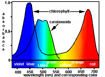 I pigmenti fotosintetici (clorofilla, carotenoidi, etc.) assorbono la radiazione visibile con diversa efficienza in relazione alla lunghezza d onda.