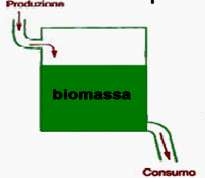 PRODUZIONE, BIOMASSA E TURNOVER Il rapporto tra la produzione (P) e la biomassa insediata o standing crop (B) in un ecosistema in stato stazionario è detto turnover (P/B), ed è una misura della