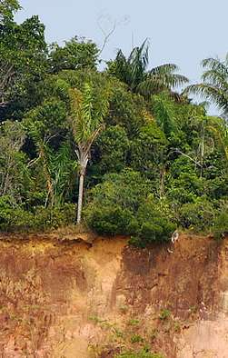 IL SUOLO DELLA FORESTA TROPICALE Le regioni intertropicali della Terra sono caratterizzate da un pedoambiente caratterisitico, detto suolo ferrallitico.
