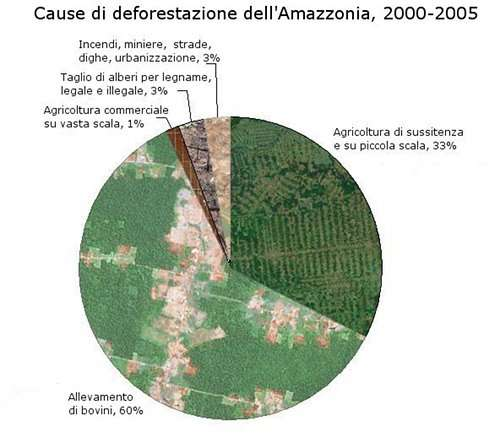 LA DEFORESTAZIONE DELLE FORESTE TROPICALI Deforestazione a spina di pesce nello stato della Rondônia in Brasile Ogni anno scompaiono 17 milioni di ettari di foreste tropicali.
