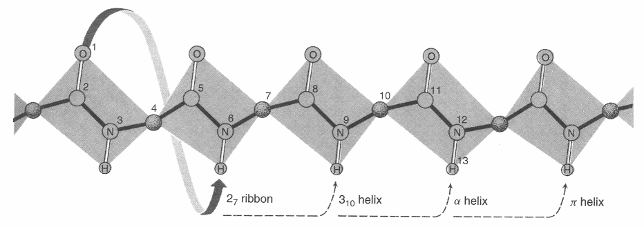 CONVENZIONI PER ALFA ELICA (i->i+4) alpha elica sito accettore (>) O->H-N (i->i+3) elica 3-10 sito