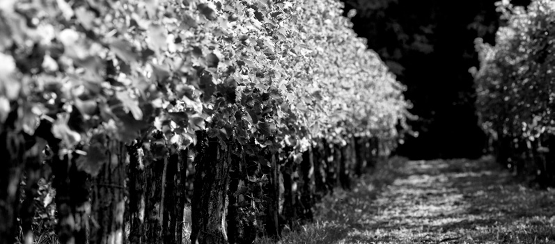 FIOR DI ROSA Vino ottenuto dalle uve di Merlot, vinificate in bianco, con una leggera permanenza sulle bucce.