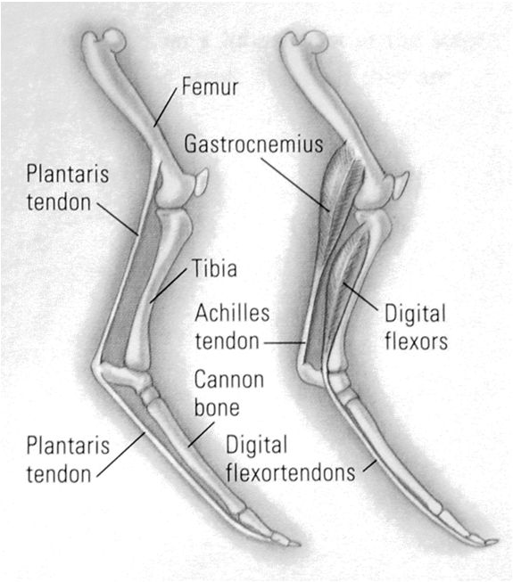 Lubrificazione: Membrane sinoviali Tendini trasmettono la trazione muscolare alle ossa Agiscono da puleggia Contribuiscono