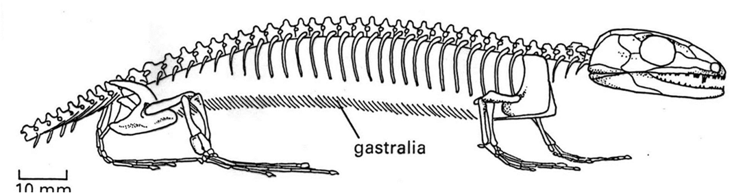 Lo scheletro dei Rettili Cinto pelvico Colonna vertebrale Cinto