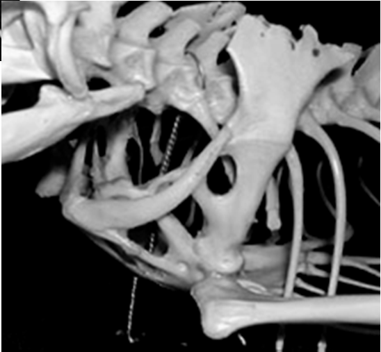 coracoide