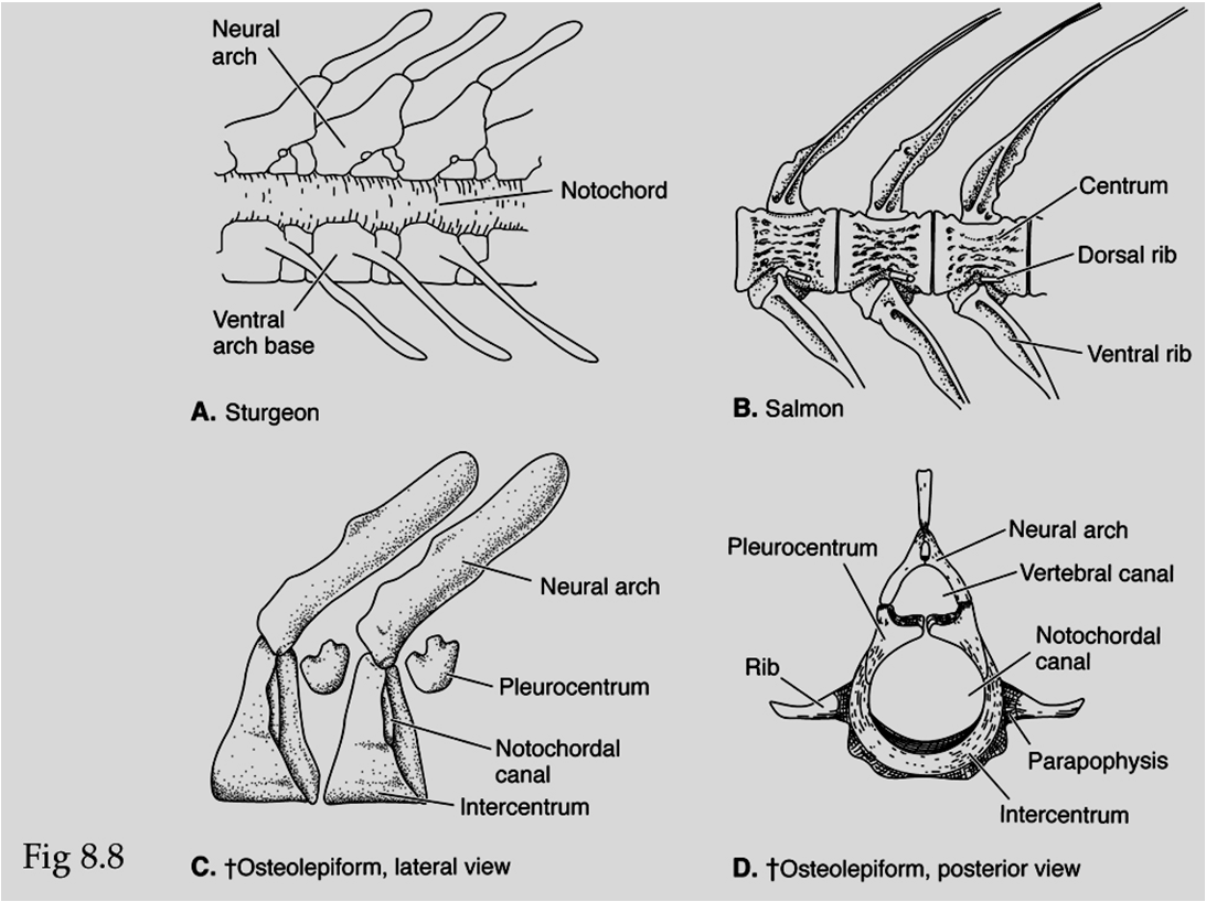 colonna vertebrale, delle pinne e delle scaglie.