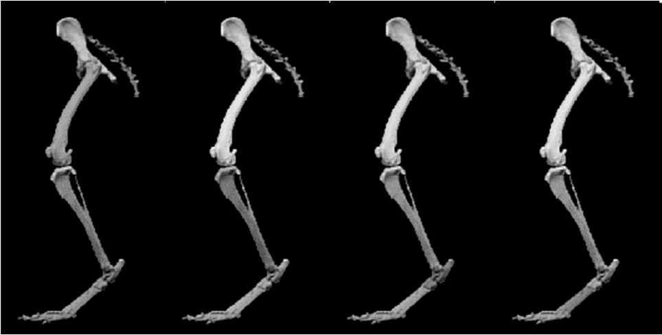 Femore Tibia+Fibula Tarso Metatarso OSSA DELLA TESTA Testa: