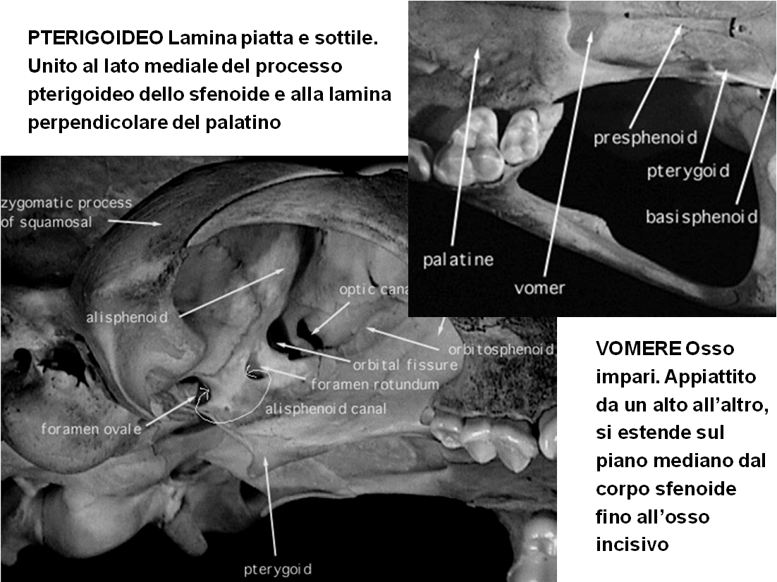 alla lamina perpendicolare del palatino VOMERE Osso impari.