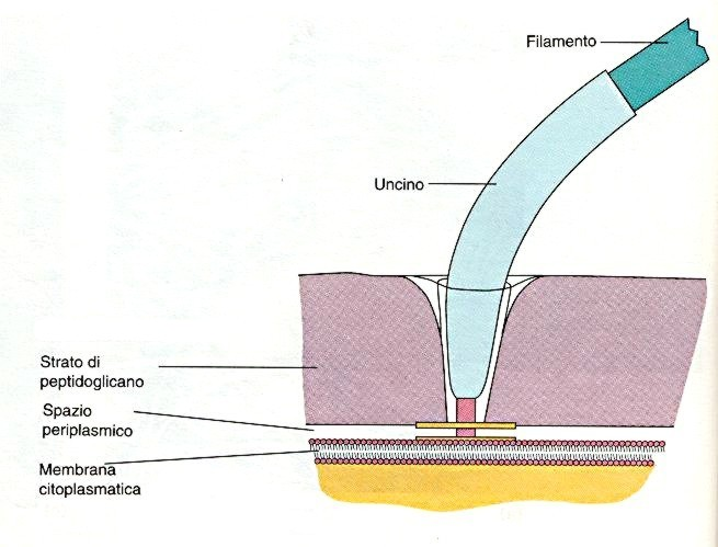 Struttura dei