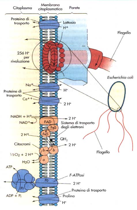 Struttura del flagello Il potenziale di membrana
