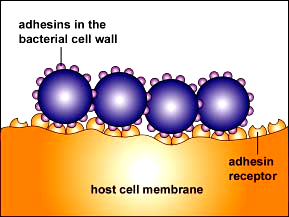 the surface of host cells and enable the bacterium to adhere