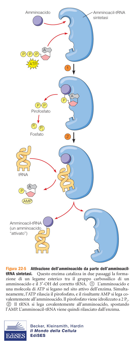 Le cellule contengono 20 Aa-tRNA-sintetasi Quando per un determinato Aa esistono più trna, la stessa Aa-tRNA- sintetasi li riconosce tutti Le Aa-tRNA-sintetasi