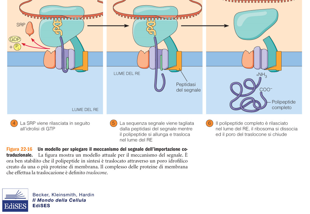 favorire l interazione con l interno lipidico della membrana una regione polare vicino al sito