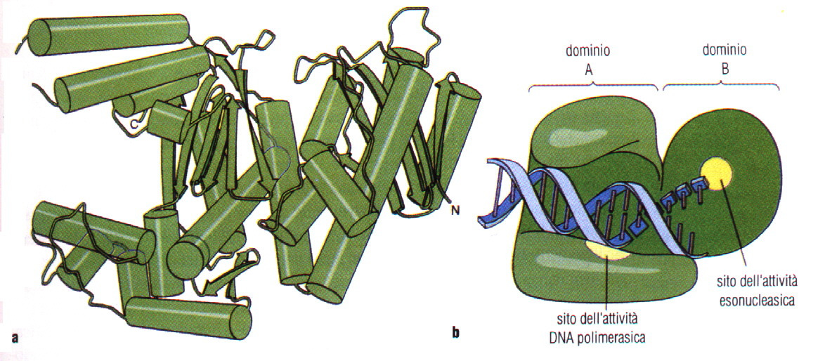 Proteine: struttura terziaria Zone raggom.