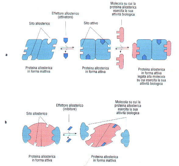 Regolazione attività biologiche delle proteine 1) Regolazione allosterica Conform. attiva Conform. inattiva La maggiore concentr.