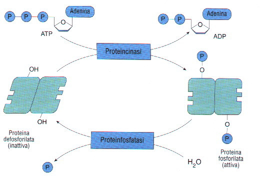 Regolazione attività biologiche delle proteine 2) Regolazione per modificazione covalente Conformaz. attiva e inattiva tramite legame covalente con un raggrupp.
