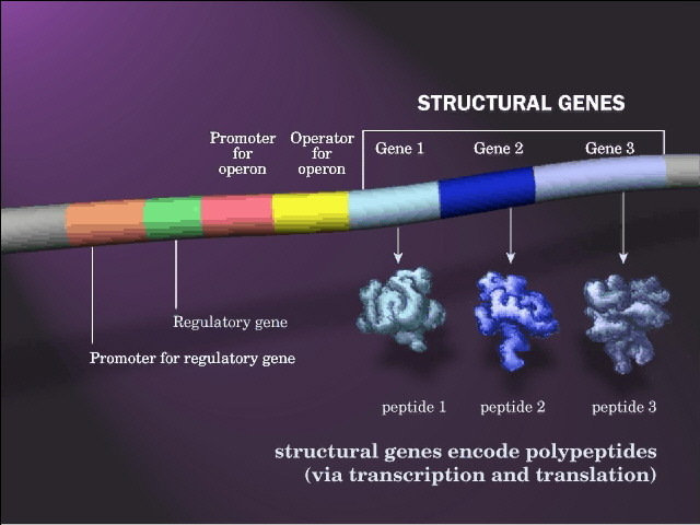 DNA Dimensioni e forma Zone non codificanti (DNA