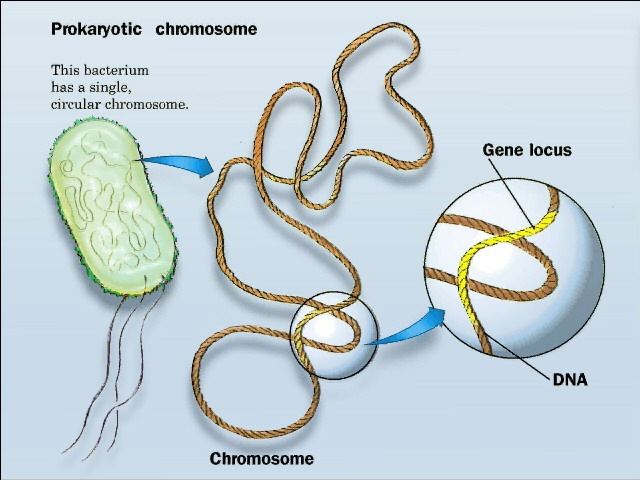 Batteri: 1 cromosoma circolare immerso nel
