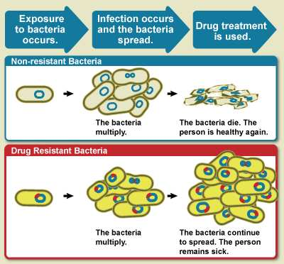 Resistenza acquisita Pressione Selettiva In presenza di un antibiotico, i batteri sensibili muoiono, solo chi possiede un gene di resistenza sopravvive.