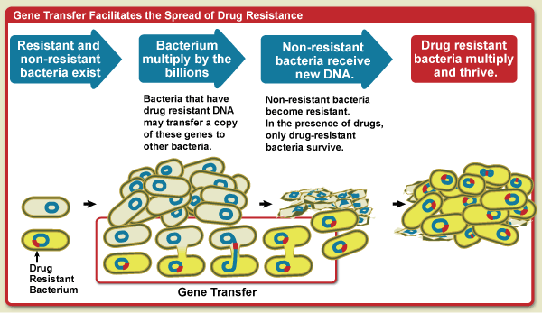 Resistenza acquisita: Trasferimento di Geni attraverso coniugazione, trasformazione molecole di DNA provenienti da cellule lisate vengono acquisite dai batteri direttamente dall'ambiente