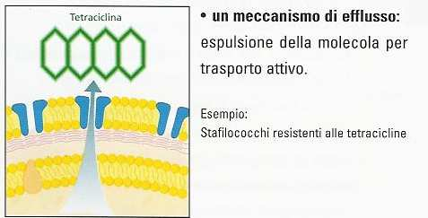 Meccanismo biochimico