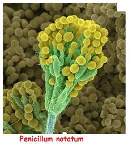 Microrganismi per produrre antibiotici Quasi tutti gli antibiotici sono prodotti naturali o i loro derivati sintetici Batteri non filamentosi (Bacillus)(12%) Polymixina, bacitracina Batteri