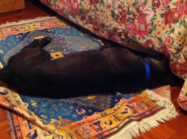 Jack sta bene a parte qualche piccolo disastro come mangiare i tappeti!( come potete vedere dalla foto) ma fa parte dell'avere un cane per casa!
