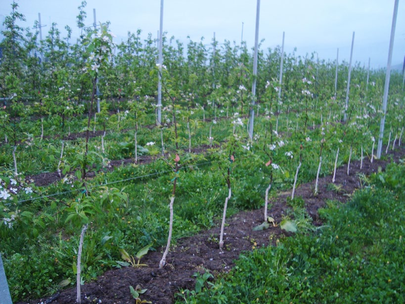 Di seguito sono riportati alcuni esempi: Azienda Agricola Chini Giulio - Segno di Taio (TN) - Aprile 2009, in un frutteto mai trattato con Bio Aksxter il 30% delle piante manifestava il blocco delle