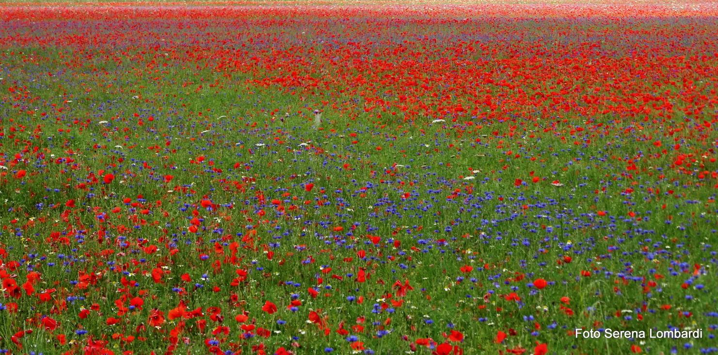 A tutto questo vanno aggiunte le componenti dei mille coprotagonisti, non ultimo lo stesso fiore biancastro della lenticchia che precede il frutto, a creare