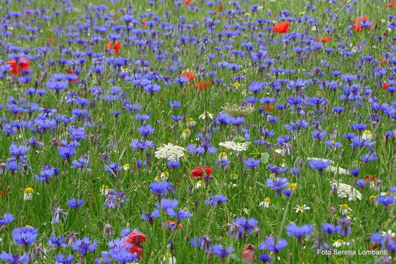 I fiori gialli della colza, di regola, sono i primi a