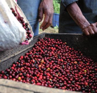 tostatura. le bahe di affè mature delle migliori varietà vengono raolte a mano.