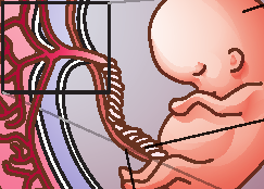 La gestazione inizia subito dopo la fecondazione, quando la blastocisti si impianta all interno dell utero, e prosegue fino al parto, il momento in cui il neonato esce dal corpo della madre.