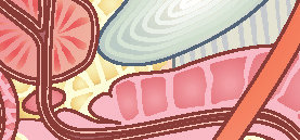 unità 13. La riproduzione Nelle pareti esterne dei tubuli sono presenti delle cellule diploidi, gli spermatogoni, che si dividono rapidamente per mitosi.