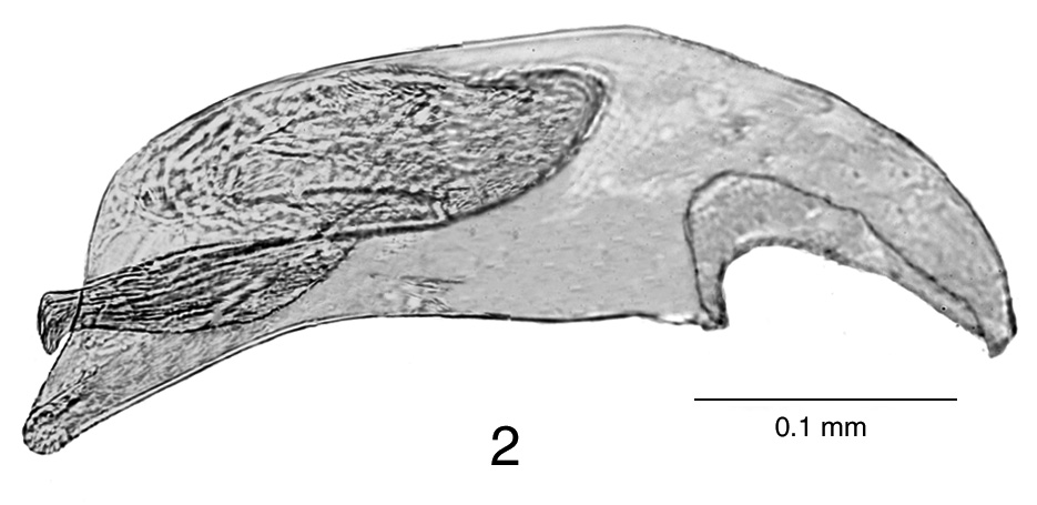 Typhloreicheia della Sardegna nord-orientale 179 Fig.