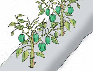 3 Rotazione degli ortaggi Non coltivare sulla stessa aiuola peperone, melanzana o altri ortaggi appartenenti alla stessa famiglia botanica: solanacee (es. pomodoro, patata) prima di 3-4 anni.