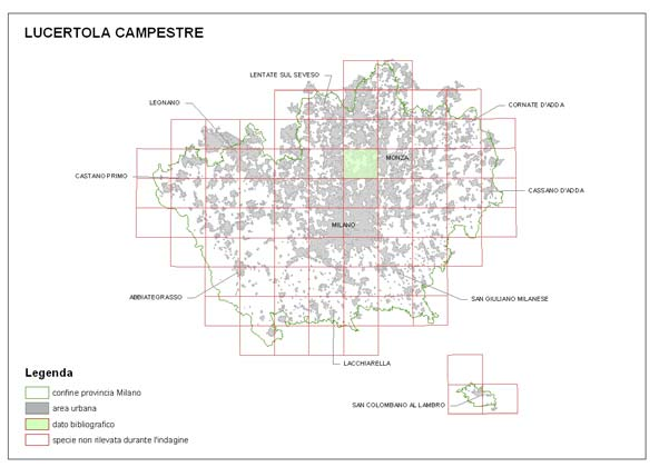 La lucertola campestre è distribuita in 1 quadrante, pari al 27,2% del territorio. Le due segnalazioni bibliografiche riguardano il Parco di Grugnotorto (Gariboldi 2005) e le Cave di Paderno.