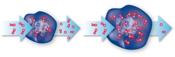 Nei lisosomi, GCase interagisce con il suo substrato glucocerebroside (GC) dando luogo a ceramide e glucosio.