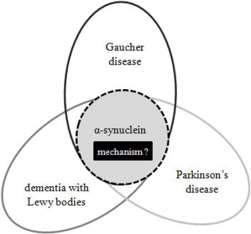 Gaucher e Parkinsons : un link inaspettato (1) Molto si discute sull associazione tra stato di eterozigosi per una malattia e rischio di ricorrenza di altre malattie.