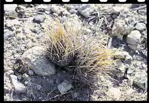 1) e, in particolare, chi ha inviato suggerimenti per l identificazione delle piante. In marzo sono tornato in Messico e ho potuto fotografare due dei tre fiori mancanti: quelli di Stenocactus sp.