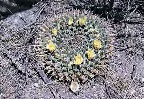 bianco/ verde; 1 cm rosso (molto piccolo rispetto alle altre varietà); Neri, forma tipica; Unico sito trovato a nord di Saltillo.