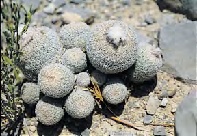 : Flower: Fruit: Seeds: Type loc.: Taxon 2 - Epithelantha sp. Clumping, also in young plants; Big, succulent, like in E.