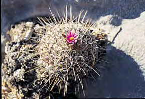 Thelocactus conothelos Globoso, 7,5-17 cm; Lanose da giovane; 15 mm; 8-16 bianche; 1-4, 13-55 mm di lunghezza; 5 cm, rosa, purpureo; N.E. San Luís Potosí, S. Nuevo León, S.O. di Tamaulipas.